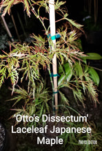 Otto's Dissectum green lace leaf Japanese Maples