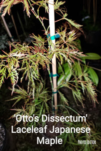 Otto's Dissectum green lace leaf Japanese Maples