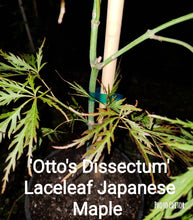 Otto's Dissectum green lace leaf Japanese Maples
