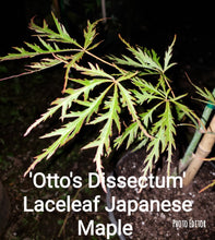 Otto's Dissectum green lace leaf Japanese Maples