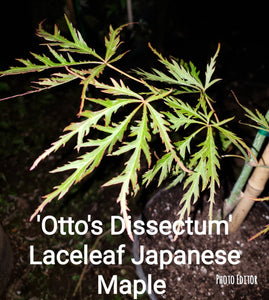 Otto's Dissectum green lace leaf Japanese Maples