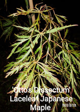 Otto's Dissectum green lace leaf Japanese Maples