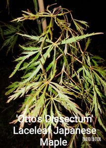 Otto's Dissectum green lace leaf Japanese Maples