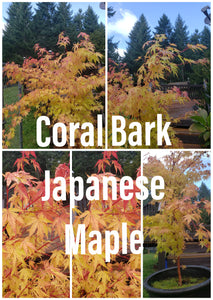 Acer Palmatum 'Sango Kaku' Japanese Maples