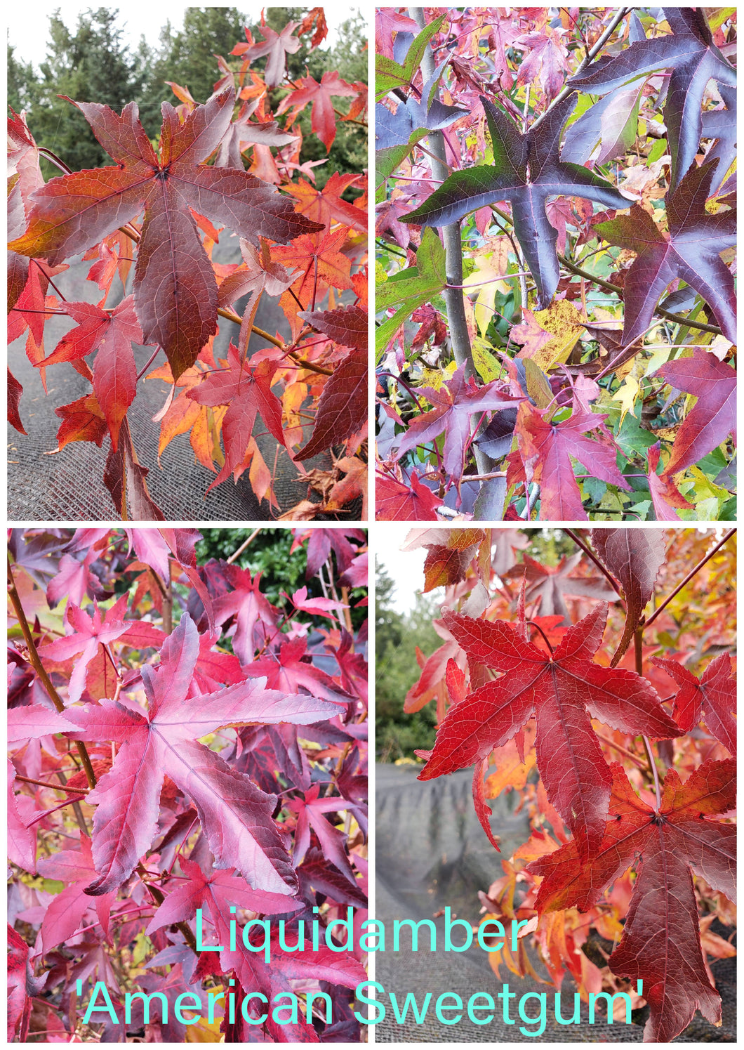 LiquidAmbar 'American Sweetgum' other varieties