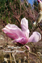 Magnolia 'Leonard Messel'
