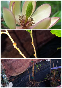 Magnolia Figo 'Port of Wine' Banana Shrub