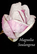 Magnolia x soulangiana