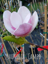 Magnolia 'Cameo'