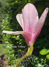 Magnolia 'Galaxy'