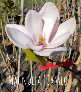 Magnolia 'Cameo'