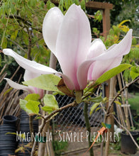 Magnolia 'Simple Pleasures'