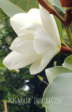 Magnolia 'Inspiration' Evergreen Magnolias