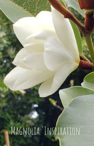 Magnolia 'Inspiration' Evergreen Magnolias