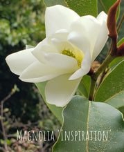 Magnolia 'Inspiration' Evergreen Magnolias