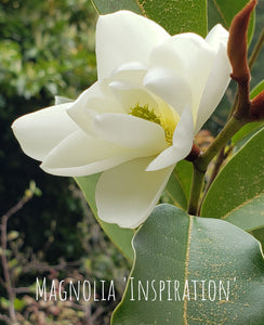 Magnolia 'Inspiration' Evergreen Magnolias