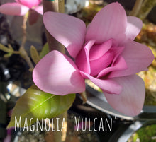 Magnolia 'Vulcan'