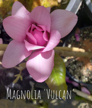 Magnolia 'Vulcan'