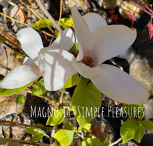Magnolia 'Simple Pleasures'