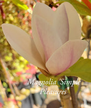 Magnolia 'Simple Pleasures'