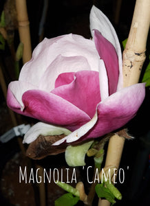 Magnolia 'Cameo'
