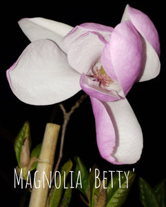 Magnolia 'Betty'