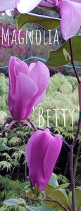Magnolia 'Betty'