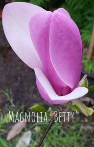 Magnolia 'Betty'