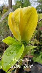 Magnolia 'Yellow Bird'