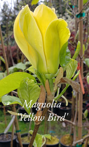 Magnolia 'Yellow Bird'