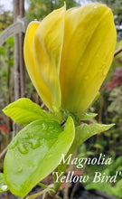 Magnolia 'Yellow Bird'