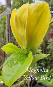 Magnolia 'Yellow Bird'