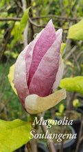 Magnolia x soulangiana