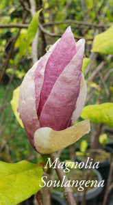 Magnolia x soulangiana