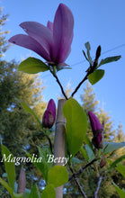 Magnolia 'Betty'