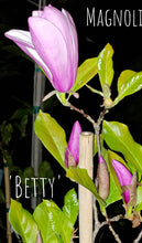 Magnolia 'Betty'