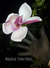 Magnolia 'Purple Prince'