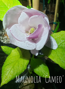 Magnolia 'Cameo'