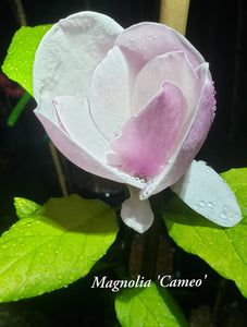 Magnolia 'Cameo'