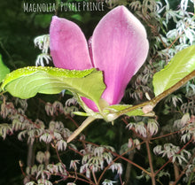 Magnolia 'Purple Prince'