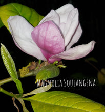 Magnolia x soulangiana