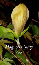 Magnolia 'Judy Zuk'