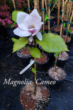 Magnolia 'Cameo'