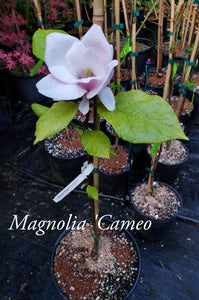 Magnolia 'Cameo'