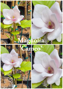 Magnolia 'Cameo'
