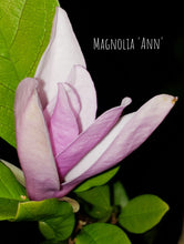 Magnolia 'Ann'