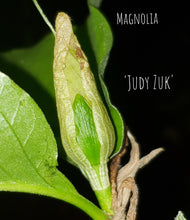 Magnolia 'Judy Zuk'