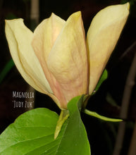 Magnolia 'Judy Zuk'