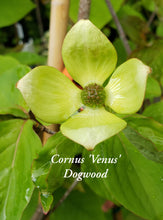 Cornus 'Venus' Dogwood