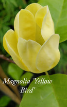 Magnolia 'Yellow Bird'